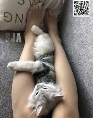 免费网剧电视剧大全